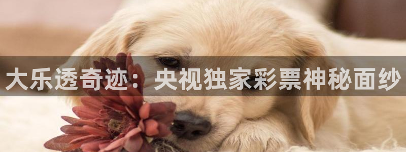 劲爆体育f1直播：大乐透奇迹：央视独家彩票神秘面纱